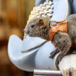 Charming_Squirrel_Becomes_Star_Attraction_at_China_s_Yungang_Grottoes