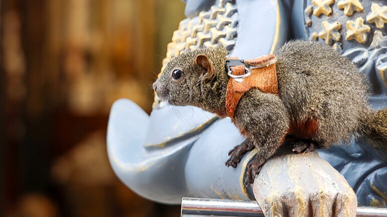 Charming_Squirrel_Becomes_Star_Attraction_at_China_s_Yungang_Grottoes - Khabar Asia Charming_Squirrel_Becomes_Star_Attraction_at_China_s_Yungang_Grottoes