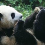 Chengdu's Panda Surprise: He Ye, Once a "Brother", Is Actually Female