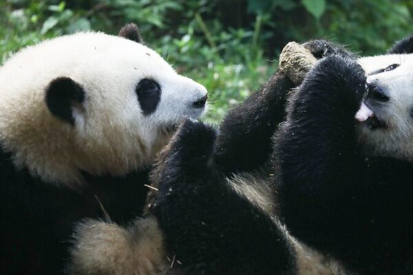 Chengdu’s Panda Surprise: He Ye, Once a “Brother”, Is Actually Female Chengdu's Panda Surprise: He Ye, Once a "Brother", Is Actually Female