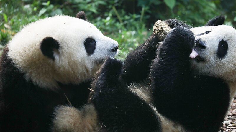 Chengdus_Panda_Surprise_He_Ye_Once_a_Brother_Is_Actually_Female - Khabar Asia Chengdu's Panda Surprise: He Ye, Once a "Brother", Is Actually Female