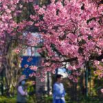 Cherry Blossoms Bloom in Kunming, China's City of Eternal Spring