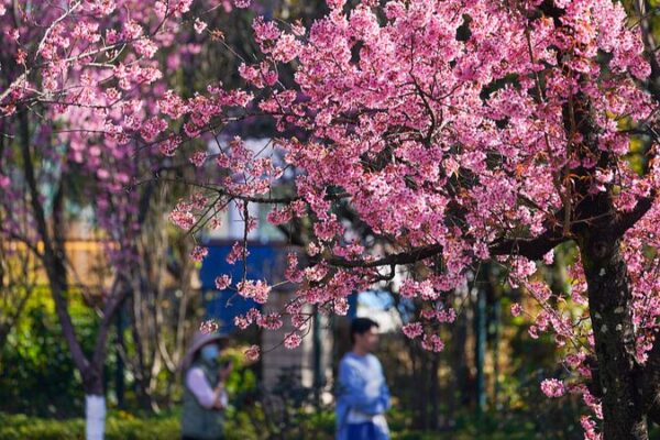 Cherry Blossoms Bloom in Kunming, China’s City of Eternal Spring Cherry Blossoms Bloom in Kunming, China's City of Eternal Spring