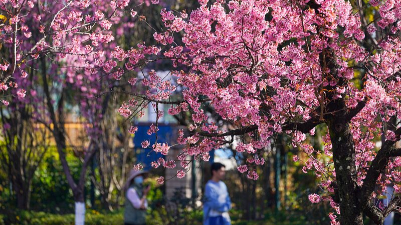 Cherry_Blossoms_Bloom_in_Kunming_Chinas_City_of_Eternal_Spring - Khabar Asia Cherry Blossoms Bloom in Kunming, China's City of Eternal Spring
