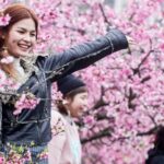 Cherry Blossoms Bloom in Taipei's Lohas Park, Signaling the Start of Spring