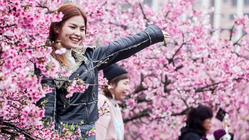 Cherry_Blossoms_Bloom_in_Taipeis_Lohas_Park_Signaling_the_Start_of_Spring - Khabar Asia Cherry Blossoms Bloom in Taipei's Lohas Park, Signaling the Start of Spring