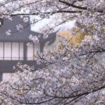 Cherry Blossoms Illuminate Hangzhou's Quyuan Fenghe Park, Blending Spring Beauty and Ancient Charm