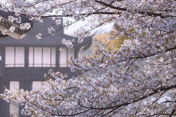 Cherry Blossoms Illuminate Hangzhou’s Quyuan Fenghe Park, Blending Spring Beauty and Ancient Charm Cherry Blossoms Illuminate Hangzhou's Quyuan Fenghe Park, Blending Spring Beauty and Ancient Charm