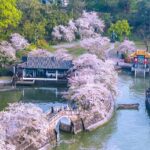 Cherry Blossoms Illuminate Wuxi's Yuantouzhu Scenic Spot