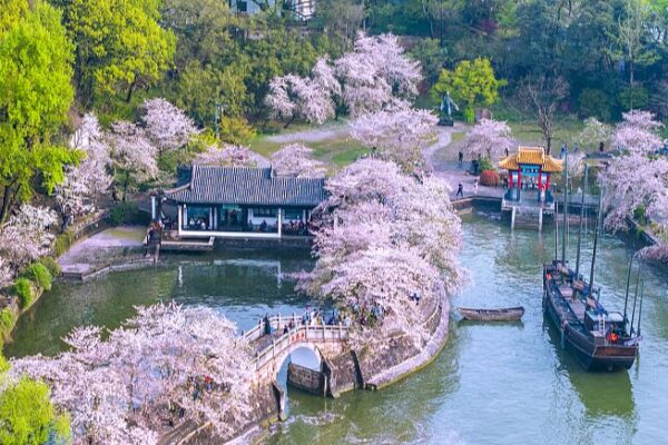 Cherry Blossoms Illuminate Wuxi's Yuantouzhu Scenic Spot