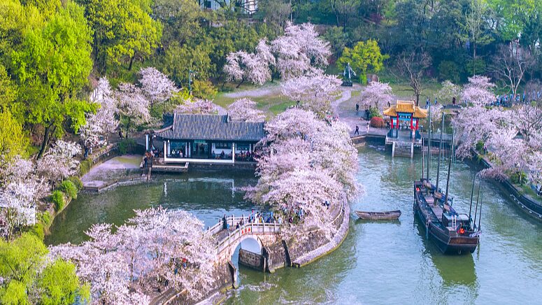 Cherry Blossoms Illuminate Wuxi's Yuantouzhu Scenic Spot