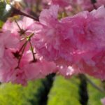 Cherry Blossoms Paint Guizhou's Tea Gardens in Vibrant Colors