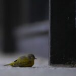 Chicago_Enthusiasts_Mobilize_to_Protect_Migrating_Birds_from_High_Rise_Risks