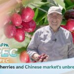 Chilean_Cherries_Flourish_in_Chinese_Market_Amid_APEC_Ties video poster