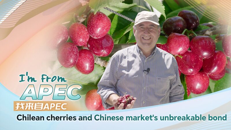 Chilean_Cherries_Flourish_in_Chinese_Market_Amid_APEC_Ties_poster - Khabar Asia Chilean_Cherries_Flourish_in_Chinese_Market_Amid_APEC_Ties video poster
