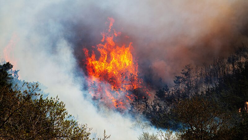 Chilean_Officials_Accused_of_Deliberately_Starting_Deadly_Wildfires - Khabar Asia Chilean Officials Accused of Deliberately Starting Deadly Wildfires