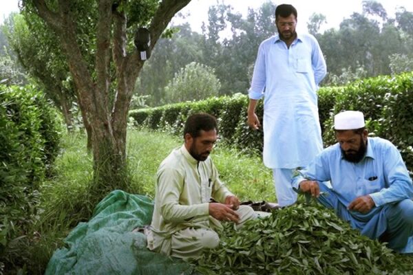 China-Pakistan Projects Enhance Local Livelihoods, Strengthening Enduring Friendship China-Pakistan Projects Enhance Local Livelihoods, Strengthening Enduring Friendship