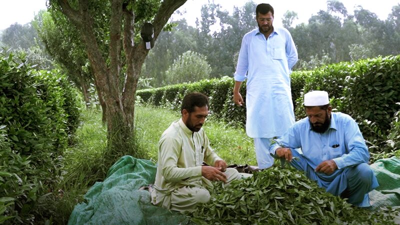 China-Pakistan_Projects_Enhance_Local_Livelihoods_Strengthening_Enduring_Friendship - Khabar Asia China-Pakistan Projects Enhance Local Livelihoods, Strengthening Enduring Friendship