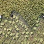 China-Uganda Cooperation Strengthens Agricultural Sector Amid Growing Trade video poster