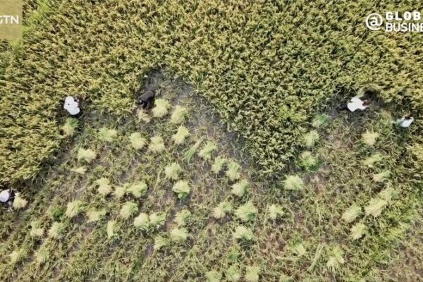 China-Uganda Cooperation Strengthens Agricultural Sector Amid Growing Trade video poster