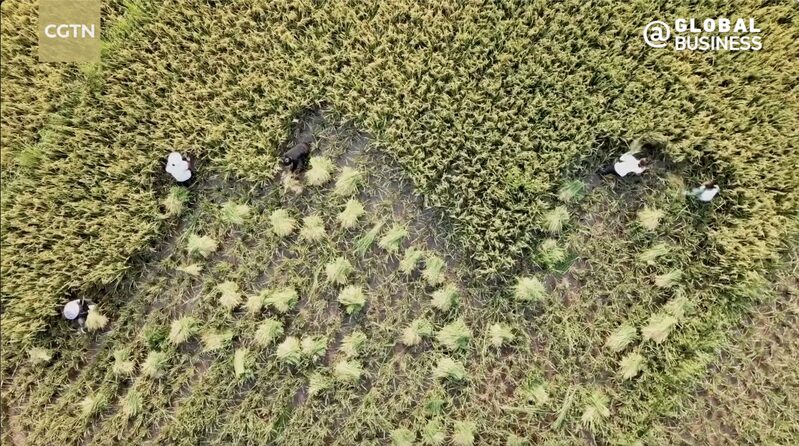 China-Uganda Cooperation Strengthens Agricultural Sector Amid Growing Trade video poster