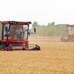 China_Accelerates_Wheat_Harvest_Amid_Efforts_to_Secure_Food_Supply - Khabar Asia China Accelerates Wheat Harvest Amid Efforts to Secure Food Supply