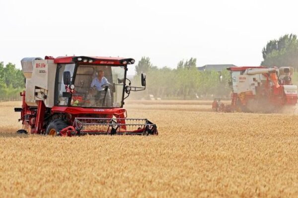 China Accelerates Wheat Harvest Amid Efforts to Secure Food Supply China Accelerates Wheat Harvest Amid Efforts to Secure Food Supply