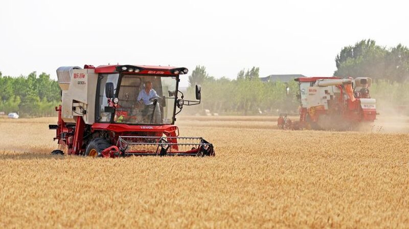 China_Accelerates_Wheat_Harvest_Amid_Efforts_to_Secure_Food_Supply - Khabar Asia China Accelerates Wheat Harvest Amid Efforts to Secure Food Supply