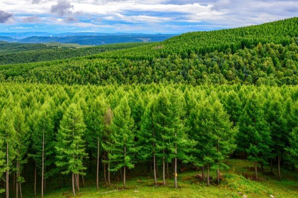 China Aims to Green 6.7 Million Hectares of Land in 2024 China Aims to Green 6.7 Million Hectares of Land in 2024