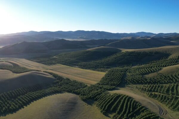 China Allocates $1.7 Billion to Combat Desertification with Three-North Shelterbelt Forest Program