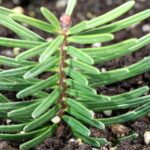 China_Breeds_Over_1_000_Seedlings_of_Endangered_Fanjingshan_Fir