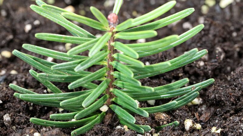 China_Breeds_Over_1_000_Seedlings_of_Endangered_Fanjingshan_Fir - Khabar Asia China_Breeds_Over_1_000_Seedlings_of_Endangered_Fanjingshan_Fir