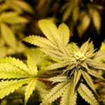 China Challenges U.S. Drug Designation Amid Opioid Crisis