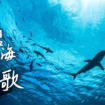China_Champions_Marine_Conservation__The_Symphony_Beneath_the_Waves video poster