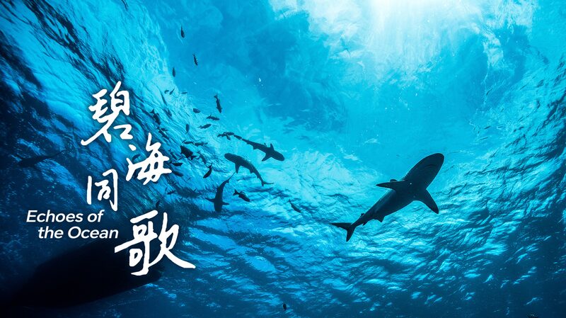 China_Champions_Marine_Conservation__The_Symphony_Beneath_the_Waves_poster - Khabar Asia China_Champions_Marine_Conservation__The_Symphony_Beneath_the_Waves video poster