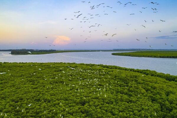 China Completes First Carbon Credits Deal in Revamped Voluntary Market