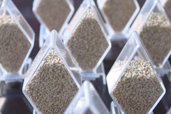 China Concludes Extensive Survey of Agricultural Germplasm Resources China Concludes Extensive Survey of Agricultural Germplasm Resources