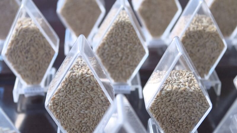 China_Concludes_Extensive_Survey_of_Agricultural_Germplasm_Resources - Khabar Asia China Concludes Extensive Survey of Agricultural Germplasm Resources