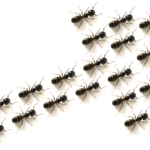 China_Develops_Desert_Ant_Inspired_Polarization_Photodetector