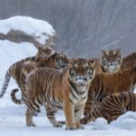 China_Develops_Early_Warning_System_to_Prevent_Human_Tiger_Conflicts