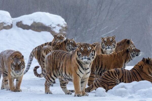 China_Develops_Early_Warning_System_to_Prevent_Human_Tiger_Conflicts