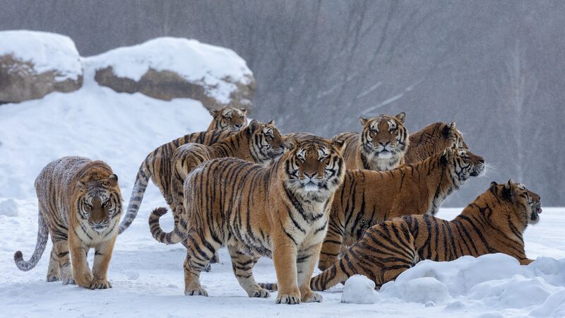 China_Develops_Early_Warning_System_to_Prevent_Human_Tiger_Conflicts - Khabar Asia China_Develops_Early_Warning_System_to_Prevent_Human_Tiger_Conflicts