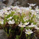 China Enforces Strict Measures to Protect Endangered Plant Species