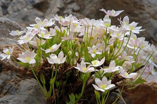 China_Enforces_Strict_Measures_to_Protect_Endangered_Plant_Species - Khabar Asia China Enforces Strict Measures to Protect Endangered Plant Species
