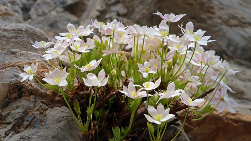 China_Enforces_Strict_Measures_to_Protect_Endangered_Plant_Species - Khabar Asia China Enforces Strict Measures to Protect Endangered Plant Species