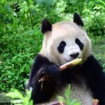 China Expands Giant Panda Conservation with Austria and U.S. Partnerships
