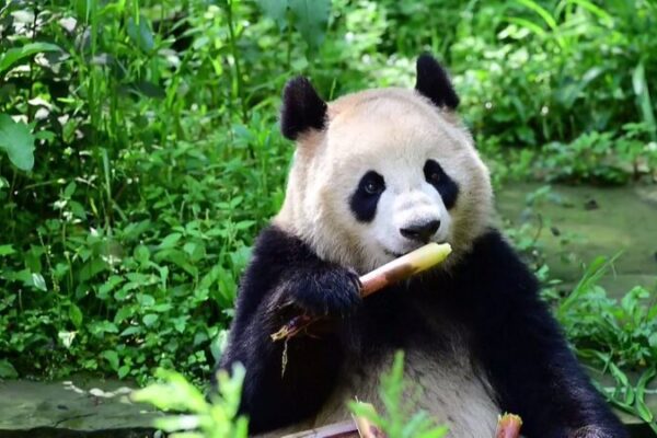 China Expands Giant Panda Conservation with Austria and U.S. Partnerships China Expands Giant Panda Conservation with Austria and U.S. Partnerships