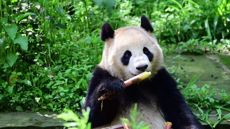 China_Expands_Giant_Panda_Conservation_with_Austria_and_US_Partnerships - Khabar Asia China Expands Giant Panda Conservation with Austria and U.S. Partnerships