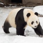 China Expands Global Giant Panda Conservation Efforts with New International Partnerships