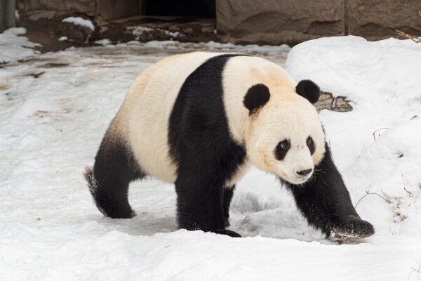 China Expands Global Giant Panda Conservation Efforts with New International Partnerships